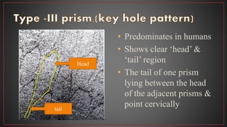 • Predominates in humans
• Shows clear ‘head’ &
‘tail’ region
• The tail of one prism
lying between the head
of the adjacent prisms &
point cervically
Head
tail
 