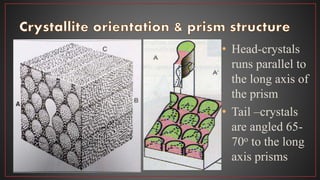 • Head-crystals
runs parallel to
the long axis of
the prism
• Tail –crystals
are angled 65-
70o to the long
axis prisms
 