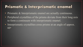 • Prismatic & Interprismatic enamel are actually continuous.
• Peripheral crystallites of the prisms deviate from their long axis
to form a continuum with interprismatic enamel.
• Interprismatic crystallites cross prisms at an angle of approx.
60o
 