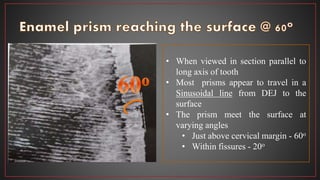 • When viewed in section parallel to
long axis of tooth
• Most prisms appear to travel in a
Sinusoidal line from DEJ to the
surface
• The prism meet the surface at
varying angles
• Just above cervical margin - 60o
• Within fissures - 20o
 