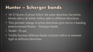 • 10-13 layers of prism follow the same direction, but prism
blocks above & below follow path in different directions.
• This periodic change in prism directions give rise to a banding
pattern termed Hunter – Scherger bands.
• Width= 50 μm
• Visible because different bands of prism reflect or transmit
light in different directions
 