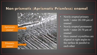 Aprismatic
enamel
Prismatic
enamel
• Newly erupted primary
teeth = outer 20-100 μm of
enamel
• Newly erupted permanent
teeth = outer 20-70 μm of
enamel
• Here enamel crystallites are
aligned at right angles to
the surface & parallel to
each other
 