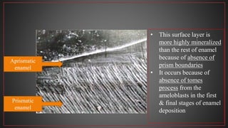 Aprismatic
enamel
Prismatic
enamel
• This surface layer is
more highly mineralized
than the rest of enamel
because of absence of
prism boundaries
• It occurs because of
absence of tomes
process from the
ameloblasts in the first
& final stages of enamel
deposition
 