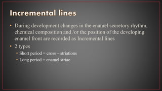 • During development changes in the enamel secretory rhythm,
chemical composition and /or the position of the developing
enamel front are recorded as Incremental lines
• 2 types
• Short period = cross – striations
• Long period = enamel striae
 