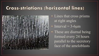 • Lines that cross prisms
at right angles
• Interval = 3-6μm
• These are diurnal being
formed every 24 hours
parallel to the secretory
face of the ameloblasts
 