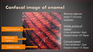 Enamel striae
7 cross striations
Perkymata
groove
Between adjacent
striae=7-10 cross
striations
Middle portion of
enamel
Cross striations= 4μm
Enamel striae=25-30μm
Cervical enamel
Cross striations= 2μm
Enamel striae=15-20μm
 