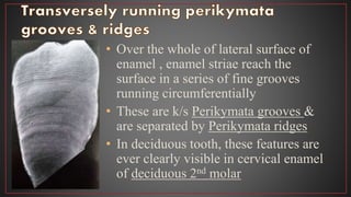 • Over the whole of lateral surface of
enamel , enamel striae reach the
surface in a series of fine grooves
running circumferentially
• These are k/s Perikymata grooves &
are separated by Perikymata ridges
• In deciduous tooth, these features are
ever clearly visible in cervical enamel
of deciduous 2nd molar
 