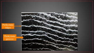 Perikymata
grooves
Perikymata
ridges
 