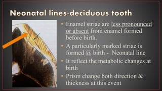 • Enamel striae are less pronounced
or absent from enamel formed
before birth.
• A particularly marked striae is
formed @ birth - Neonatal line
• It reflect the metabolic changes at
birth
• Prism change both direction &
thickness at this event
 