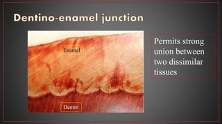 Permits strong
union between
two dissimilar
tissues
Enamel
Dentin
 