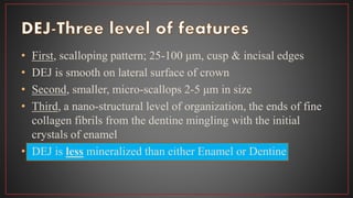 • First, scalloping pattern; 25-100 μm, cusp & incisal edges
• DEJ is smooth on lateral surface of crown
• Second, smaller, micro-scallops 2-5 μm in size
• Third, a nano-structural level of organization, the ends of fine
collagen fibrils from the dentine mingling with the initial
crystals of enamel
• DEJ is less mineralized than either Enamel or Dentine
 