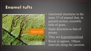 • Junctional structures in the
inner 3rd of enamel that, in
ground section, resemble
tufts of grass.
• Same direction as that of
prisms
• They are hypomineralized
• Recur at approx. 100μm
intervals along the junction
Enamel tufts
 