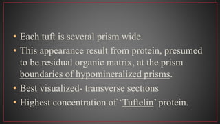 • Each tuft is several prism wide.
• This appearance result from protein, presumed
to be residual organic matrix, at the prism
boundaries of hypomineralized prisms.
• Best visualized- transverse sections
• Highest concentration of ‘Tuftelin’ protein.
 