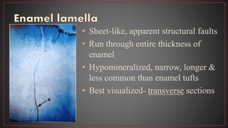 • Sheet-like, apparent structural faults
• Run through entire thickness of
enamel
• Hypomineralized, narrow, longer &
less common than enamel tufts
• Best visualized- transverse sections
 