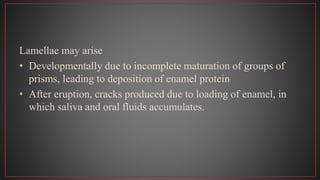 Lamellae may arise
• Developmentally due to incomplete maturation of groups of
prisms, leading to deposition of enamel protein
• After eruption, cracks produced due to loading of enamel, in
which saliva and oral fluids accumulates.
 