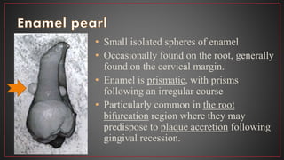 • Small isolated spheres of enamel
• Occasionally found on the root, generally
found on the cervical margin.
• Enamel is prismatic, with prisms
following an irregular course
• Particularly common in the root
bifurcation region where they may
predispose to plaque accretion following
gingival recession.
 