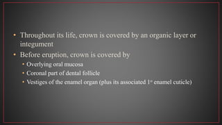 • Throughout its life, crown is covered by an organic layer or
integument
• Before eruption, crown is covered by
• Overlying oral mucosa
• Coronal part of dental follicle
• Vestiges of the enamel organ (plus its associated 1o enamel cuticle)
 