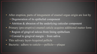 • After eruption, parts of integument of enamel organ origin are lost by
• Degeneration of its epithelial component
• Attrition & abrasion of the underlying cuticular component
• Primary (pre-eruptive) enamel cuticle acquires additional matter form
• Region of gingival sulcus-from lining epithelium
• Coronal to gingival margin – from saliva
• This salivary layer-Acquired pellicle
• Bacteria : adhere to cuticle----pellicle----plaque
 