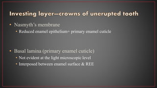 • Nasmyth’s membrane
• Reduced enamel epithelium+ primary enamel cuticle
• Basal lamina (primary enamel cuticle)
• Not evident at the light microscopic level
• Interposed between enamel surface & REE
 