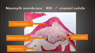 Enamel space
Dental follicle
Oral epithelium
Reduced enamel epi.
 