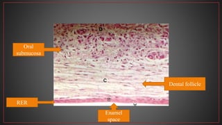 RER
Dental follicle
Oral
submucosa
Enamel
space
 