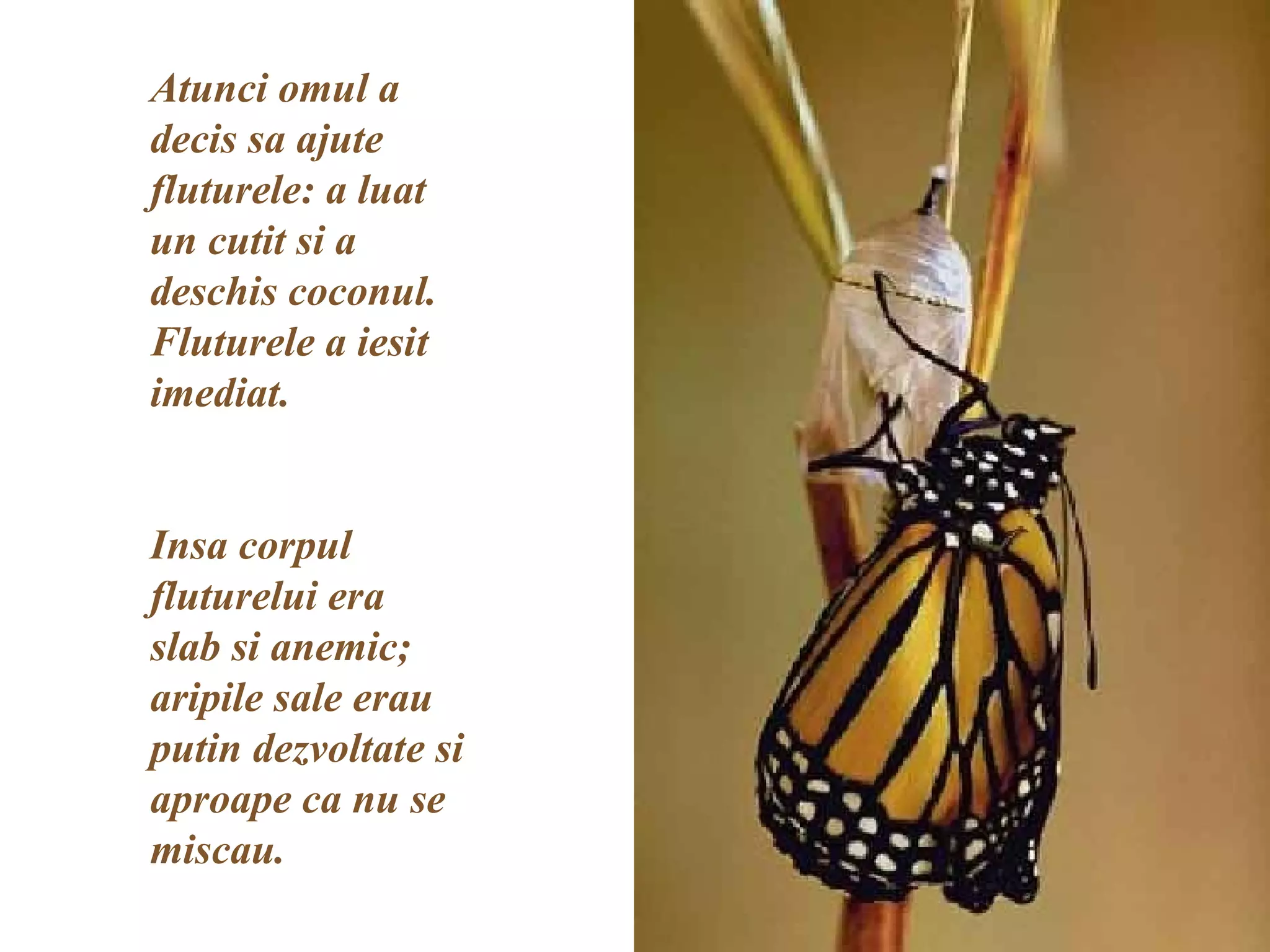 Atunci omul a decis sa ajute fluturele: a luat un cutit si a deschis coconul. Fluturele a iesit imediat. Insa corpul fluturelui era slab si anemic; aripile sale erau putin dezvoltate si aproape ca nu se miscau. 