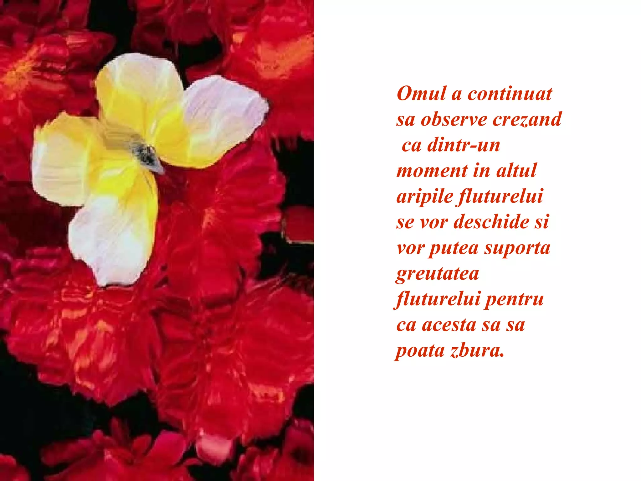 Omul a continuat sa observe crezand  ca dintr-un moment in altul aripile fluturelui se vor deschide si vor putea suporta greutatea fluturelui pentru ca acesta sa sa poata zbura. 