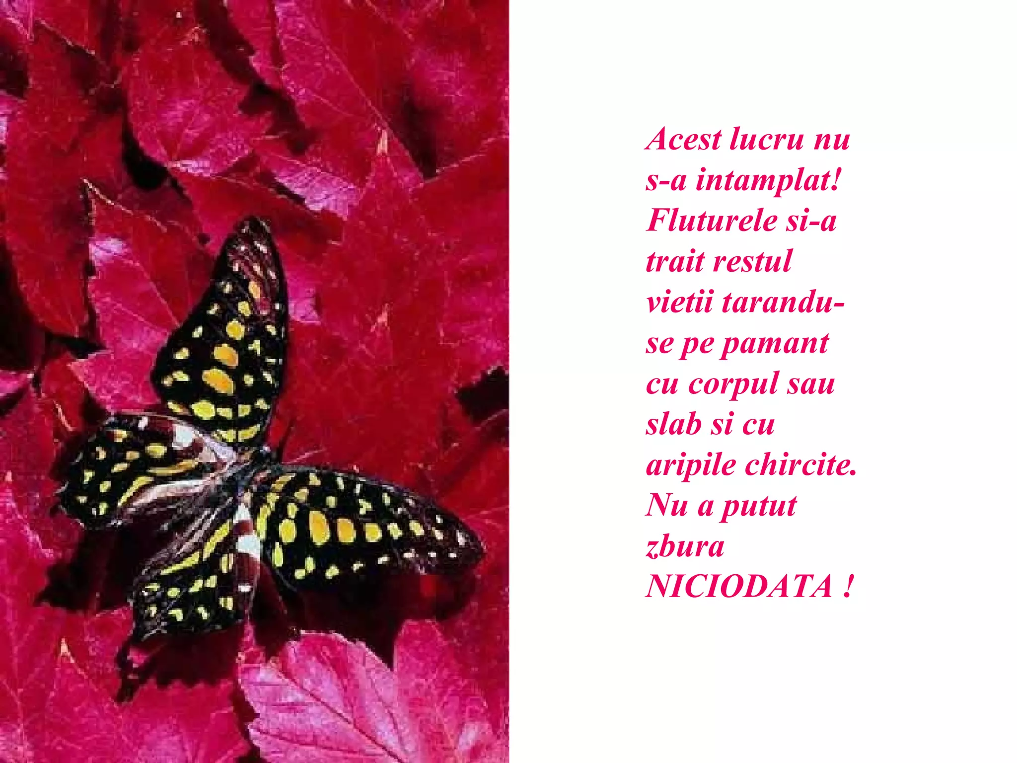 Acest lucru nu s-a intamplat! Fluturele si-a trait restul vietii tarandu-se pe pamant cu corpul sau slab si cu aripile chircite.  Nu a putut zbura NICIODATA !   