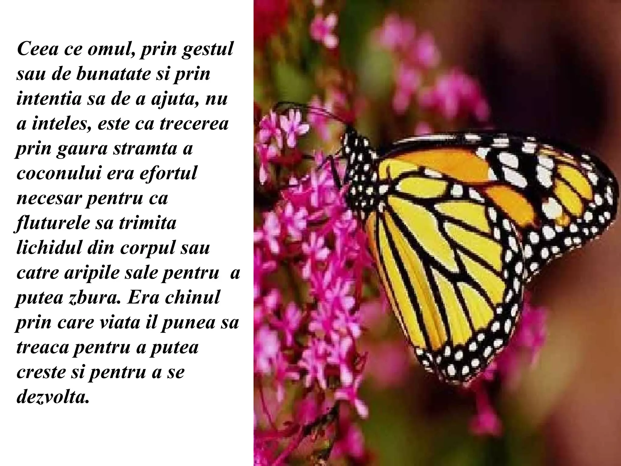 Ceea ce omul, prin gestul sau de bunatate si prin intentia sa de a ajuta, nu a inteles, este ca trecerea prin gaura stramta a coconului era efortul necesar pentru ca fluturele sa trimita lichidul din corpul sau catre aripile sale pentru  a putea zbura. Era chinul prin care viata il punea sa treaca pentru a putea creste si pentru a se dezvolta. 