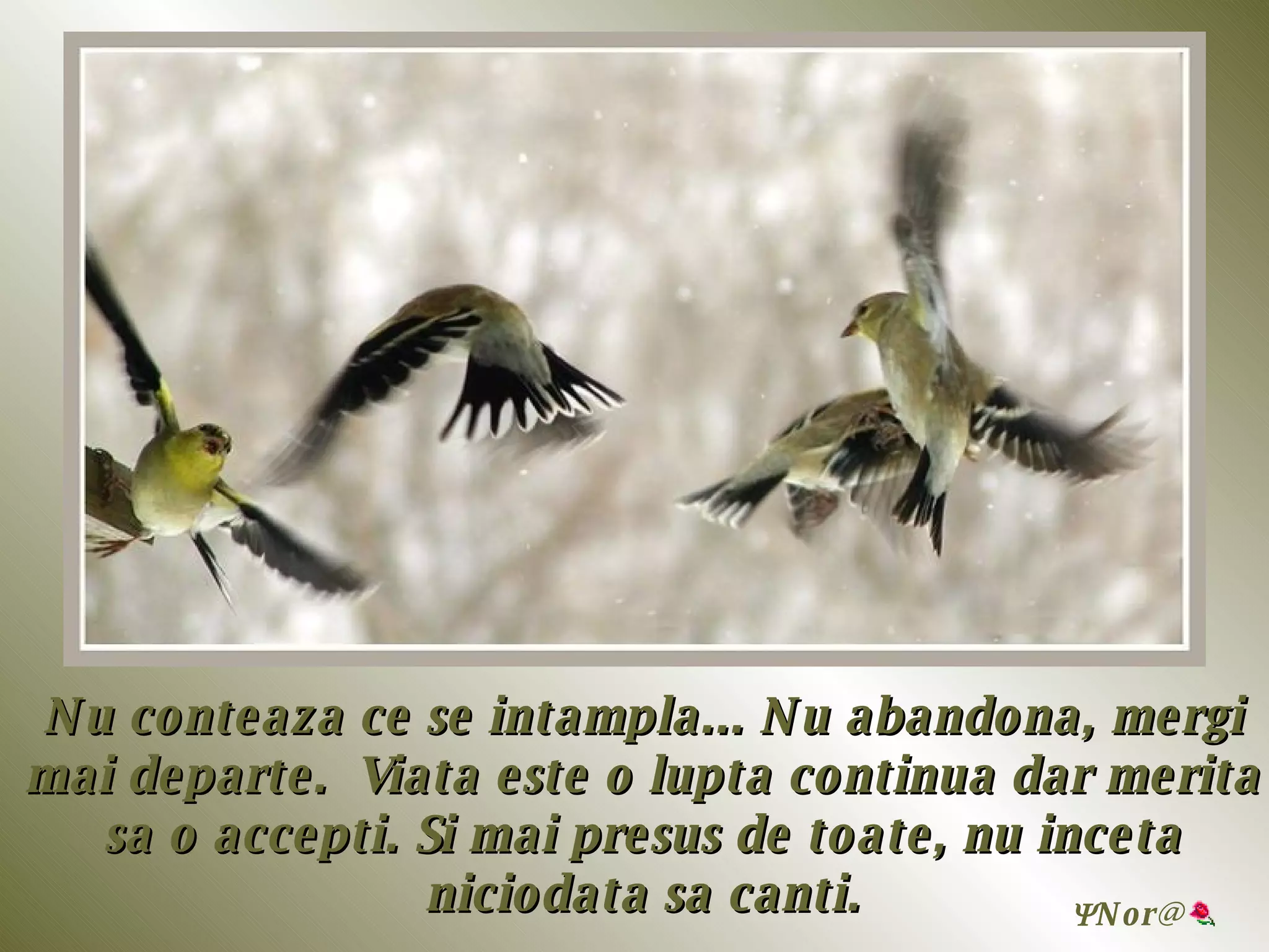 Nu conteaza ce se intampla... Nu abandona, mergi mai departe.  Viata este o lupta continua dar merita sa o accepti. Si mai presus de toate, nu inceta niciodata sa canti.  Nor @ 