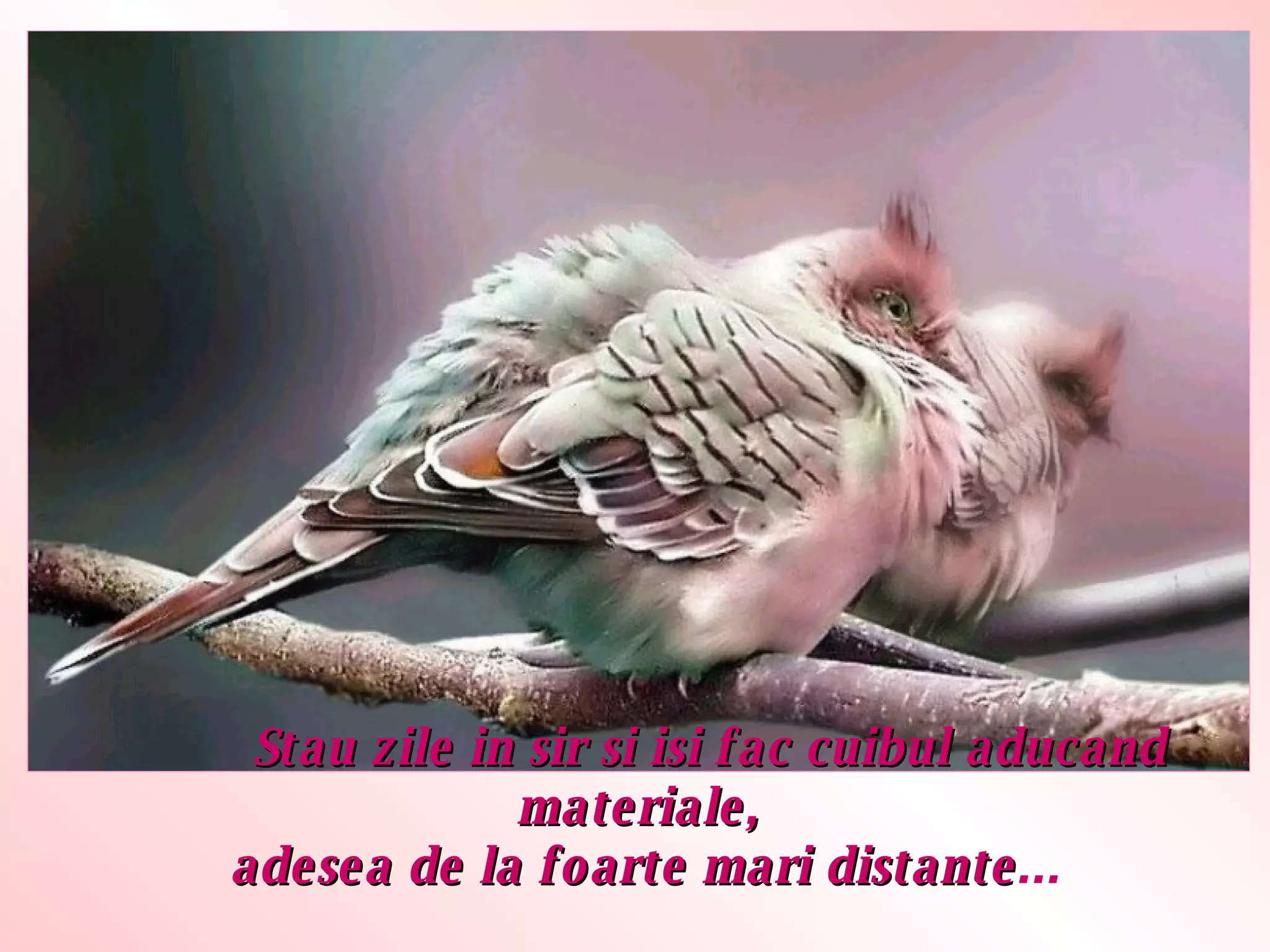 Stau zile in sir si isi fac cuibul aducand materiale,  adesea de la foarte mari distante ... 