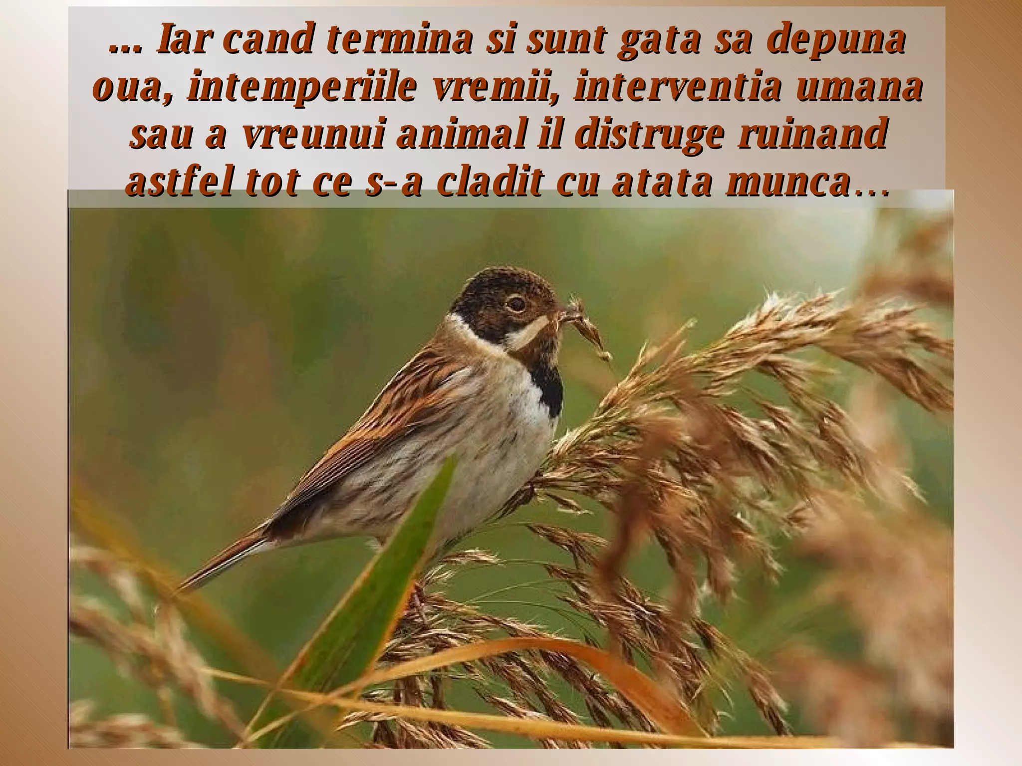 ...  Iar cand termina si sunt gata sa depuna oua, intemperiile vremii, interventia umana sau a vreunui animal i l   distruge ruinand astfel tot ce s-a cladit cu atata munca… 