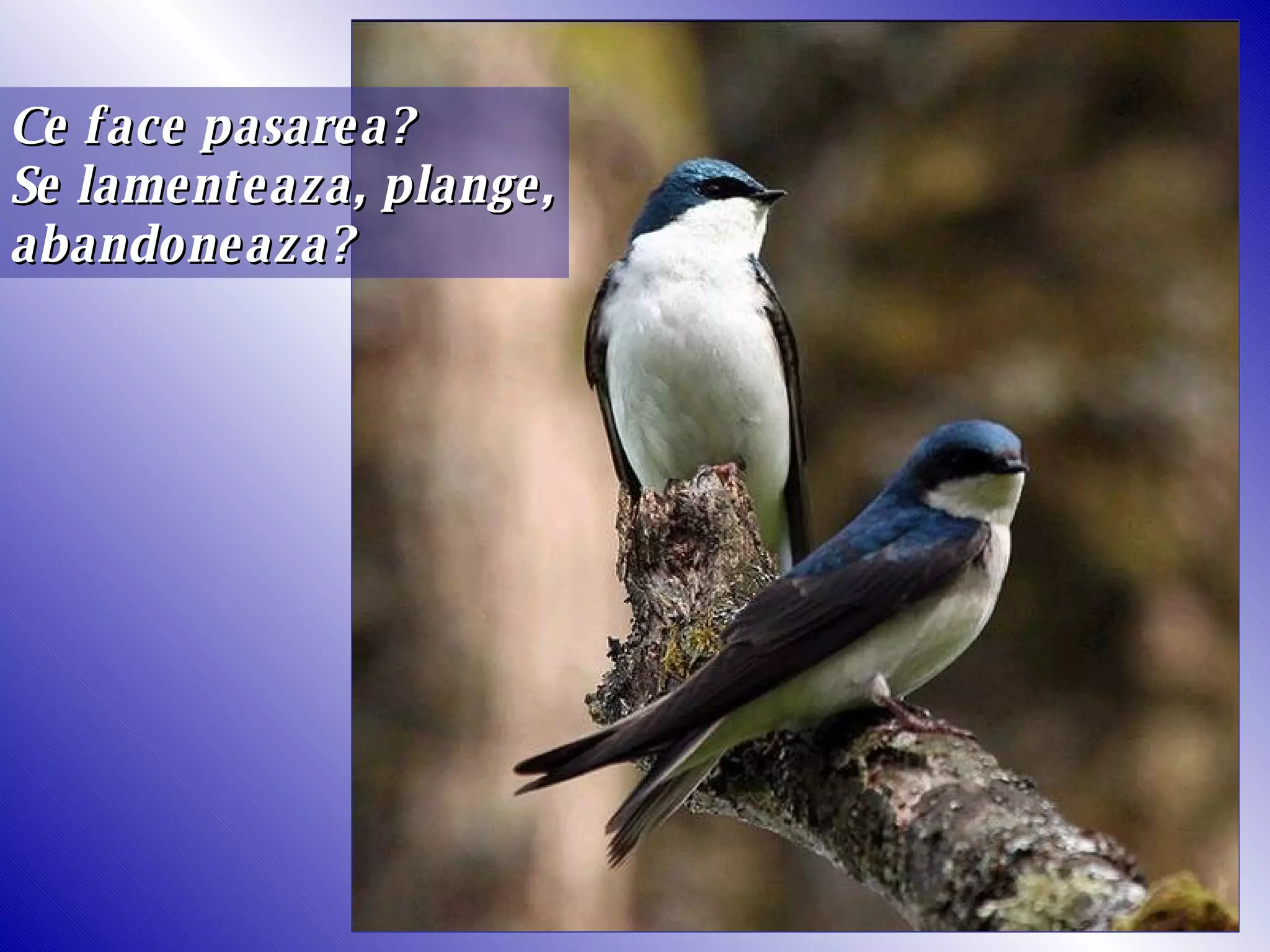 Ce face pasarea? Se lamenteaza, plange, abandoneaza?  