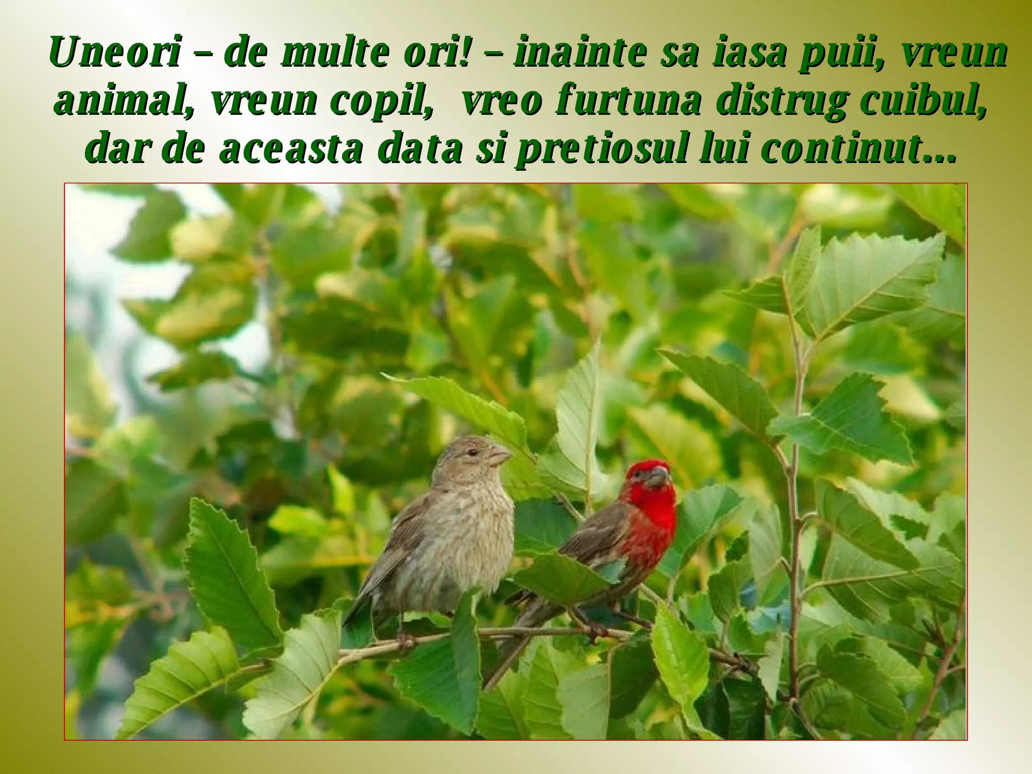 Uneori – de multe ori! – inainte sa iasa puii, vreun animal, vreun copil,  vreo furtuna distrug cuibul,  dar de aceasta data si pretiosul lui continut...  