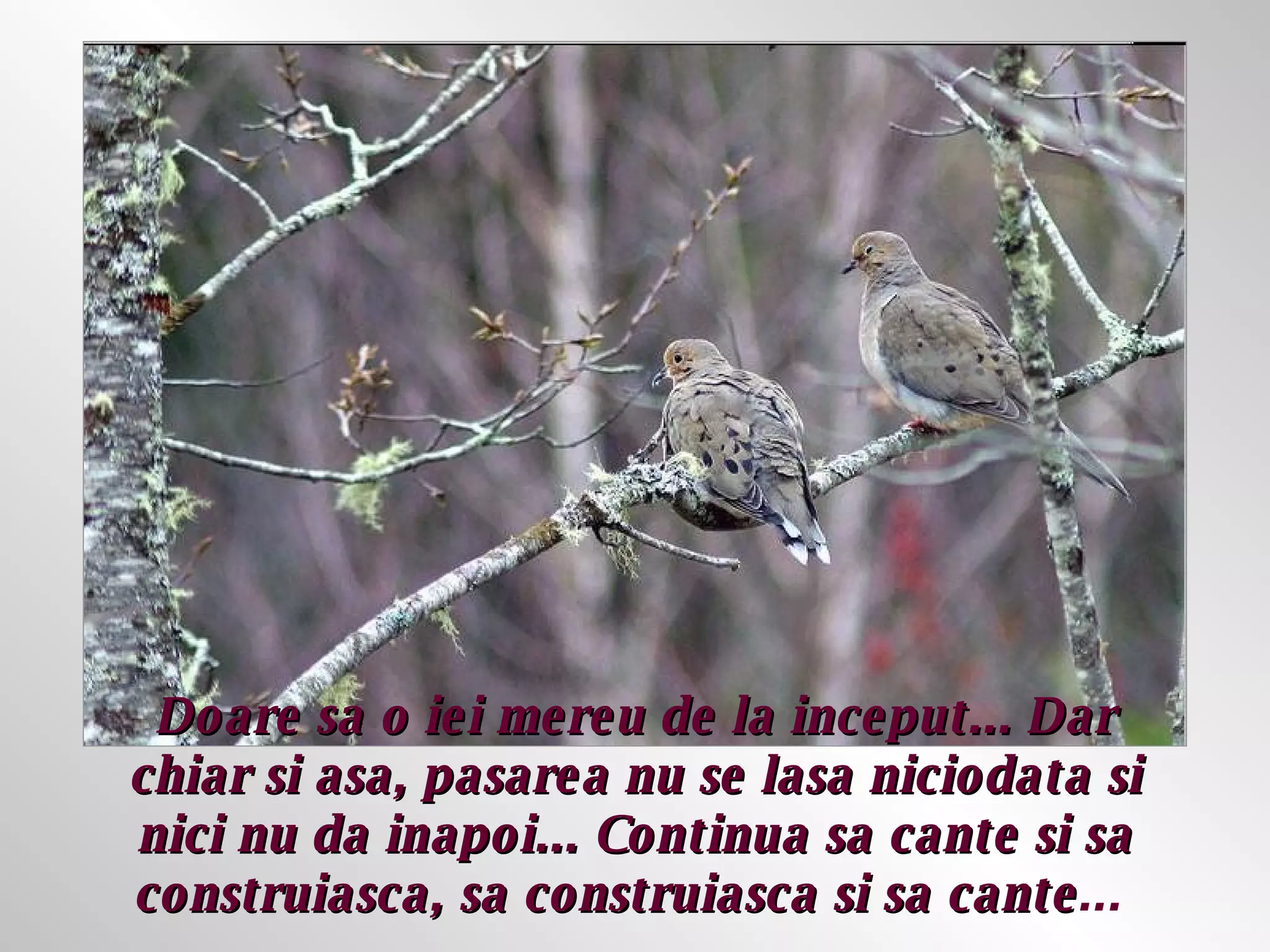 Doare sa o iei mereu de la inceput... Dar chiar si asa, pasarea nu se lasa niciodata si nici nu da inapoi... Continua sa cante si sa construiasca, sa construiasca si sa cante ...  