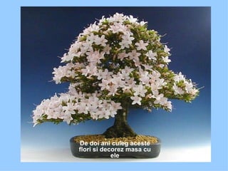 De doi ani culeg aceste flori si decorez masa cu ele 