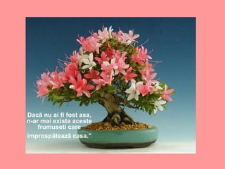 Dacã nu ai fi fost asa, n-ar mai exista aceste frumuseti care improspãteazã casa."   