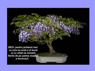 DECI, pentru prietenii mei: va urez sa aveti o zi bunã si nu uitati sa mirositi florile de pe partea voastrã a drumului!    