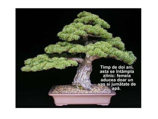 Timp de doi ani, asta se întâmpla zilnic: femeia aducea doar un vas si jumãtate de apã.  