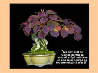 " Mã simt atât de rusinat, pentru ca aceastã crãpãturã face ca apa sa se scurgã pe tot drumul pânã acasã!"   