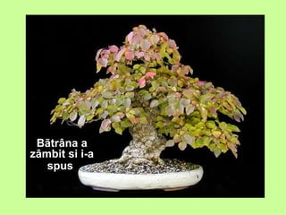 Bãtrâna a zâmbit si i-a spus   