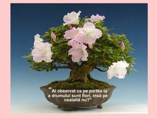 " Ai observat ca pe partea ta a drumului sunt flori, insã pe cealaltã nu?" 