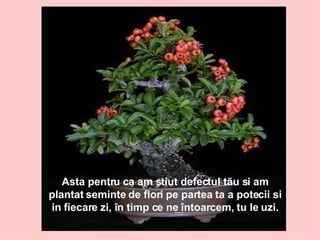 Asta pentru ca am stiut defectul tãu si am plantat seminte de flori pe partea ta a potecii si in fiecare zi, în timp ce ne întoarcem, tu le uzi. 