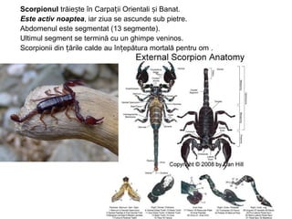Scorpionul trăie te în Carpa ii Orientali i Banat.ș ț ș
Este activ noaptea, iar ziua se ascunde sub pietre.
Abdomenul este segmentat (13 segmente).
Ultimul segment se termină cu un ghimpe veninos.
Scorpionii din ările calde au în epătura mortală pentru om .ț ț
 