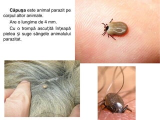 Căpu aș este animal parazit pe
corpul altor animale.
Are o lungime de 4 mm.
Cu o trompă ascu ită în eapăț ț
pielea i suge sângele animaluluiș
parazitat.
 