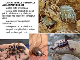 CARACTERELE GENERALE
ALE ARAHNIDELOR
•pielea este chitinoasă
•corpul este alcătuit din două
părţi: cefalotorace şi abdomen
(excepţie fac căpuşa şi sarcoptul
râiei)
•au 4 perechi de picioare
articulate
•au o pereche de chelicere
•respiră prin plămâni şi trahee
•se înmulţesc prin ouă
 