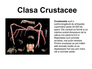 Clasa Crustacee
Crustaceele sunt o
subîncrengătură de artropode,
cuprinzând peste 50.000 de
specii. Ele variază ca formă i caș
mărime având dimensiuni de la
câ iva mm până la 0,6 m.ț
Majoritatea sunt animale
acvatice, mai pu in terestre.ț
Printre crustacee se pot întâlni
atât animale motile ce se
deplasează înot sau prin mers,
cât i animale sesile.ș
 