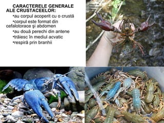 CARACTERELE GENERALE
ALE CRUSTACEELOR:
•au corpul acoperit cu o crustă
•corpul este format din
cefalotorace şi abdomen
•au două perechi din antene
•trăiesc în mediul acvatic
•respiră prin branhii
 