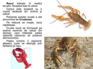 Racul trăieşte în mediul
acvatic. Noaptea iese la vânat.
Corpul este acoperit cu o
crustă alcătuită din chitină şi
calcar.
Prezenţa acestei cruste a dat
denumirea de Crustacee.
Pe măsură ce creşte, racul
năpârleşte.
Crusta nouă se formează pe
seama rezervei de calcar din
stomac, care întăreşte pielea
(datorită calcarului se produce
efervescenţa).
Pielea conţine 2 pigmenţi:
albastru (care se distruge prin
fierbere) şi roşu.
 
