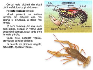 Corpul este alcătuit din două
părţi: cefalotorace şi abdomen.
Pe cefalotorace există:
•două perechi de antene
formate din articole: una mai
scurtă şi bifurcată, a doua mai
lungă;
•2 ochi compuşi din mai mulţi
ochi simpli, aşezaţi în vârful unor
pedunculi cărnoşi, racul vede bine
în toate părţile;
•gura este aşezată ventral,
prevăzută cu fălci tăioase;
•5 perechi de picioare inegale,
articulate, aşezate ventral.
 